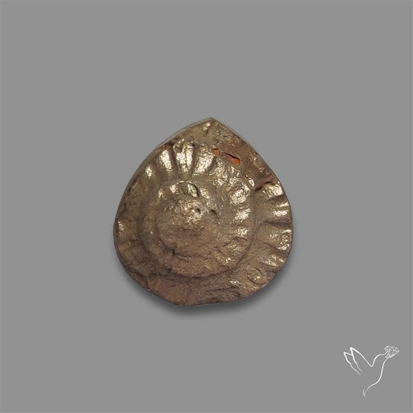 Rare Pyritized Ammonite Negative Fossil