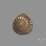 Rare Pyritized Ammonite Negative Fossil