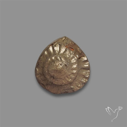 Rare Pyritized Ammonite Negative Fossil
