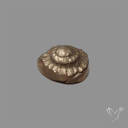 Rare Pyritized Ammonite Negative Fossil