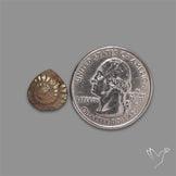 Rare Pyritized Ammonite Negative Fossil