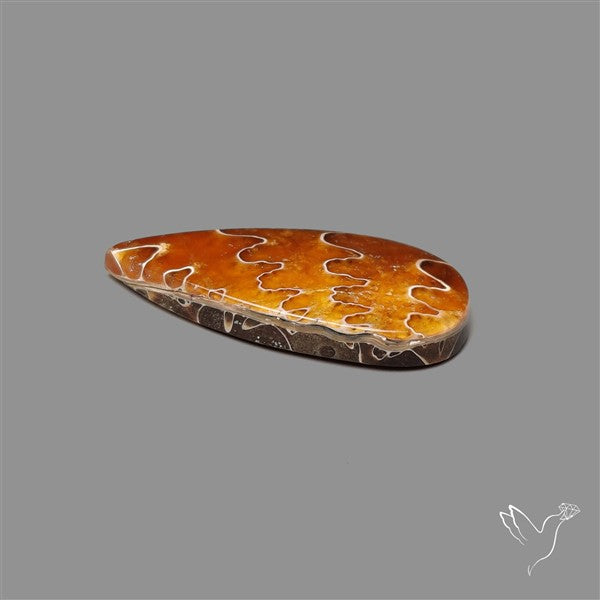 Suture Ammonite Fossilized Cabochon