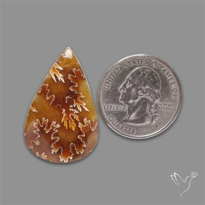 Suture Ammonite Fossilized Cabochon