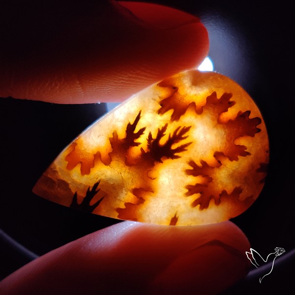 Suture Ammonite Fossilized Cabochon