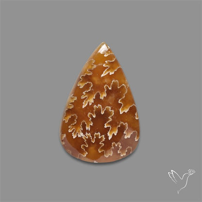 Suture Ammonite Fossilized Cabochon