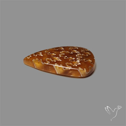 Suture Ammonite Fossilized Cabochon