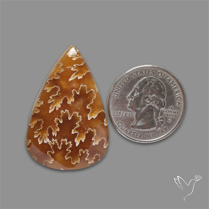 Suture Ammonite Fossilized Cabochon