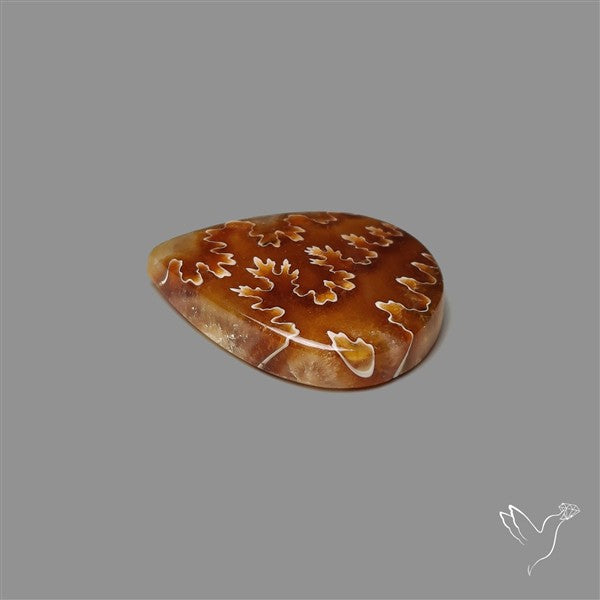 Suture Ammonite Fossilized Cabochon