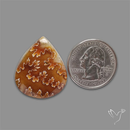 Suture Ammonite Fossilized Cabochon