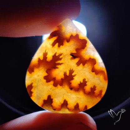 Suture Ammonite Fossilized Cabochon