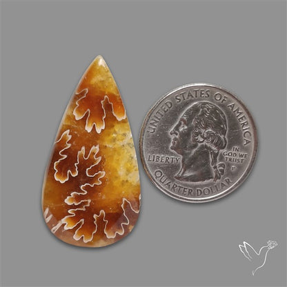 Suture Ammonite Fossilized Cabochon