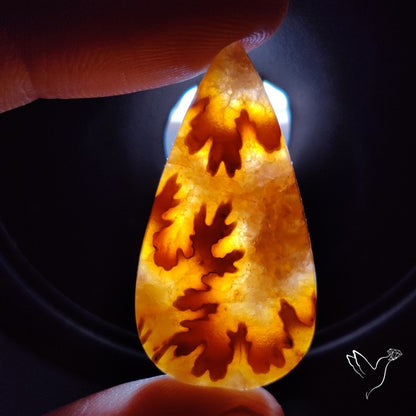 Suture Ammonite Fossilized Cabochon
