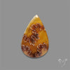 Suture Ammonite Fossilized Cabochon
