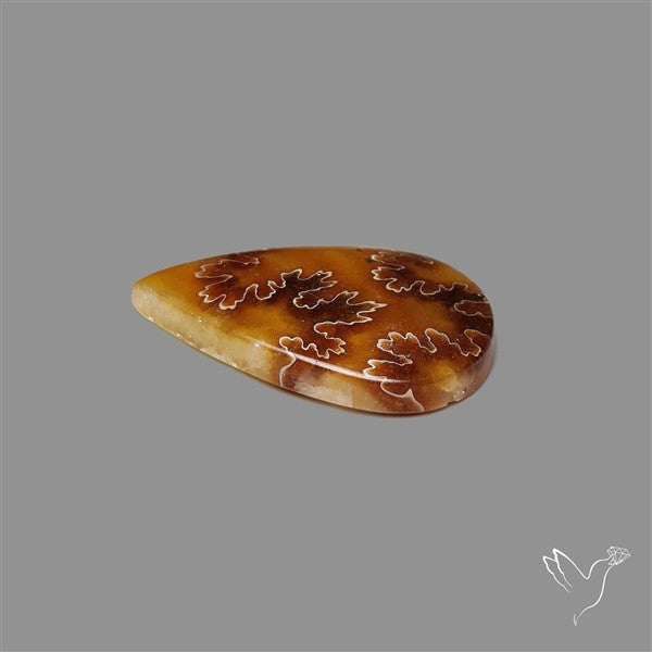 Suture Ammonite Fossilized Cabochon