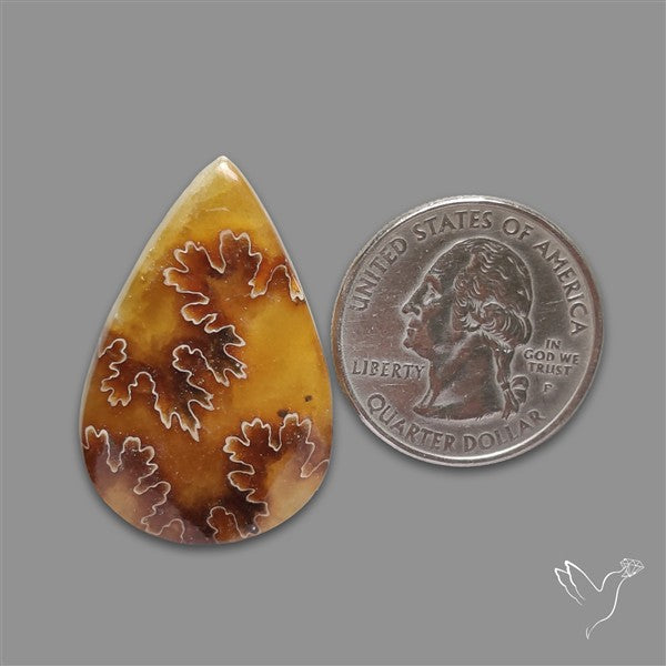 Suture Ammonite Fossilized Cabochon