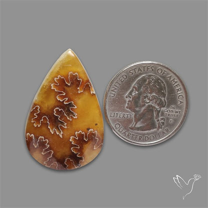 Suture Ammonite Fossilized Cabochon