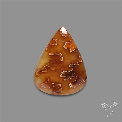 Suture Ammonite Fossilized Cabochon