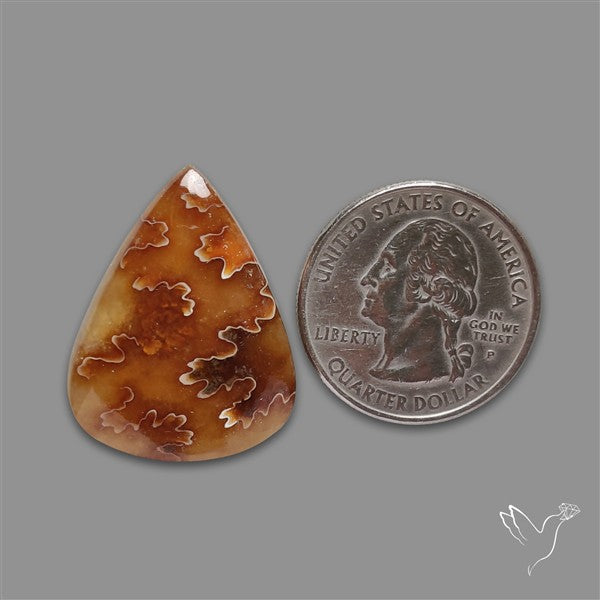 Suture Ammonite Fossilized Cabochon