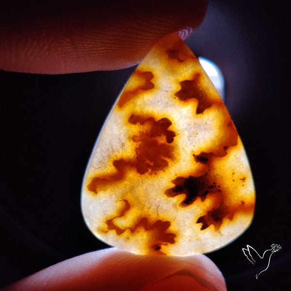 Suture Ammonite Fossilized Cabochon