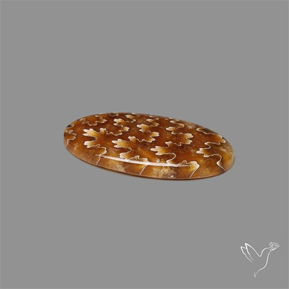 Suture Ammonite Fossilized Cabochon