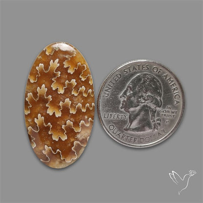Suture Ammonite Fossilized Cabochon