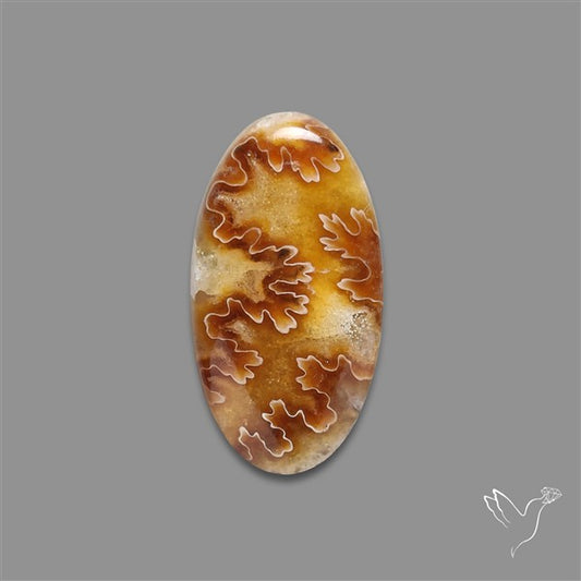 Suture Ammonite Fossilized Cabochon