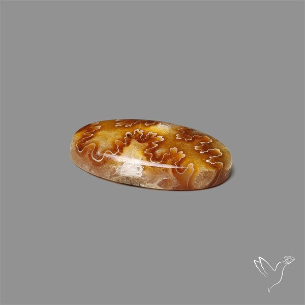 Suture Ammonite Fossilized Cabochon