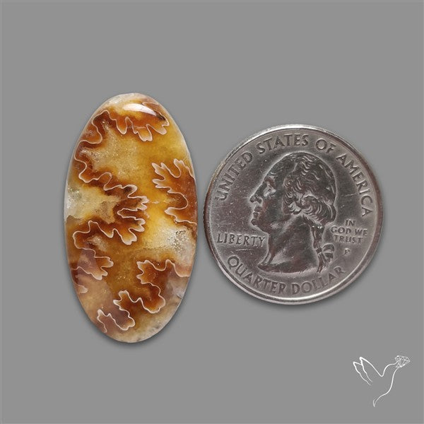Suture Ammonite Fossilized Cabochon