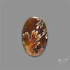 Suture Ammonite Fossilized Cabochon