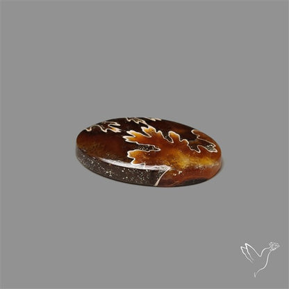Suture Ammonite Fossilized Cabochon