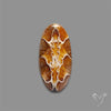 Suture Ammonite Fossilized Cabochon