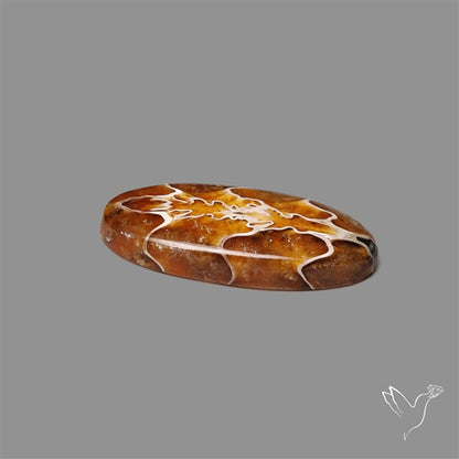 Suture Ammonite Fossilized Cabochon
