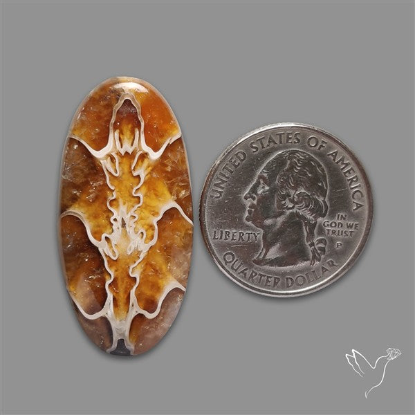 Suture Ammonite Fossilized Cabochon