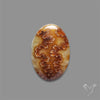 Suture Ammonite Fossilized Cabochon