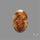 Suture Ammonite Fossilized Cabochon