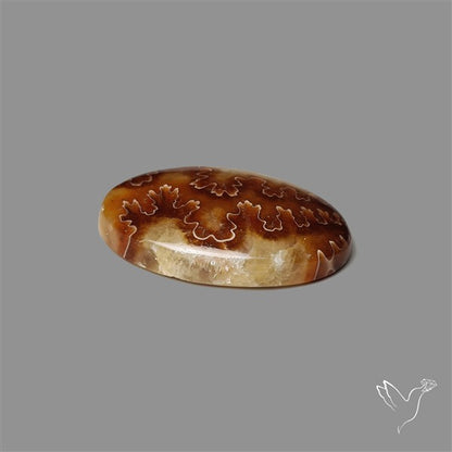 Suture Ammonite Fossilized Cabochon