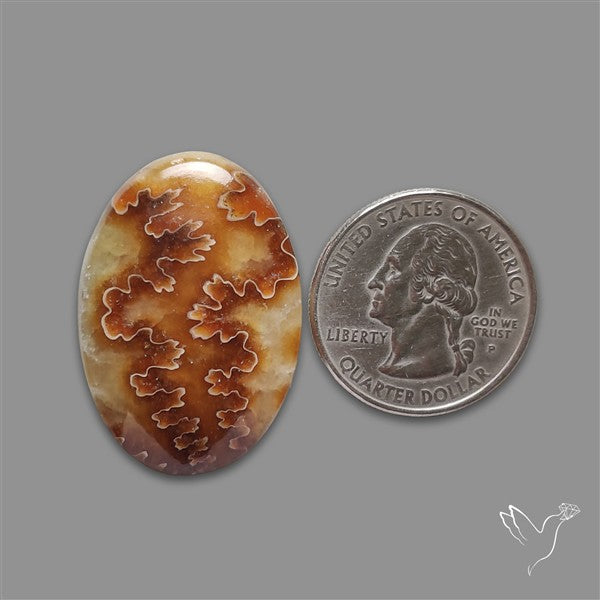 Suture Ammonite Fossilized Cabochon