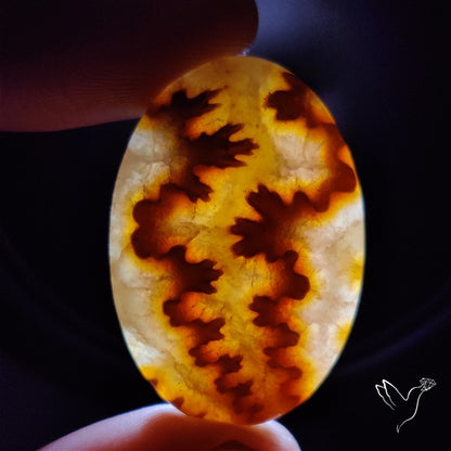 Suture Ammonite Fossilized Cabochon
