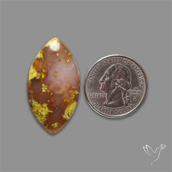 Agatized Green Petrified Wood
