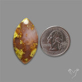 Agatized Green Petrified Wood