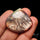 Bloodshot Iolite Sunstone Cabochon with Green Tourmaline Inclusion