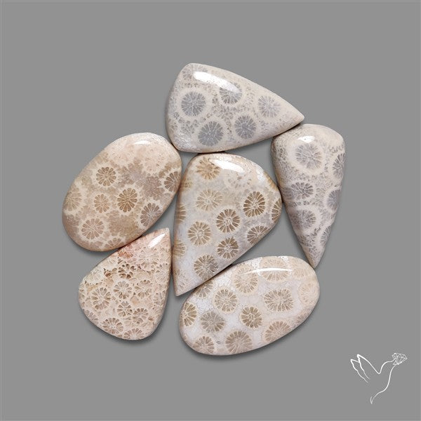 Fossil Coral Cabochons Lot
