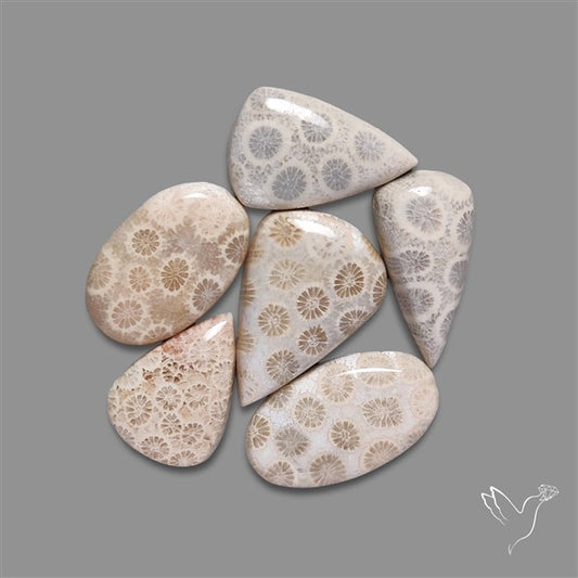 Fossil Coral Cabochons Lot