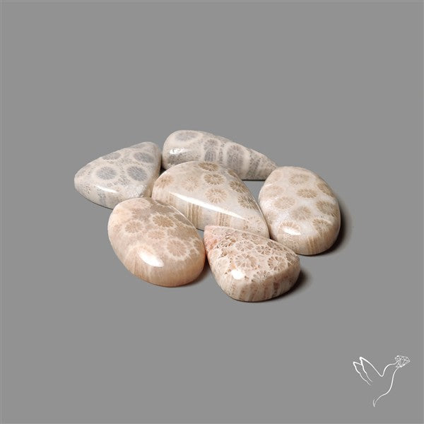 Fossil Coral Cabochons Lot