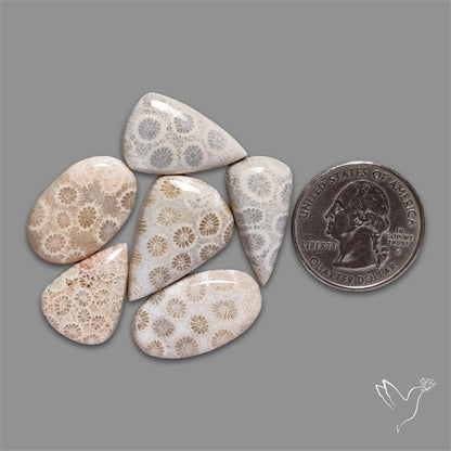 Fossil Coral Cabochons Lot