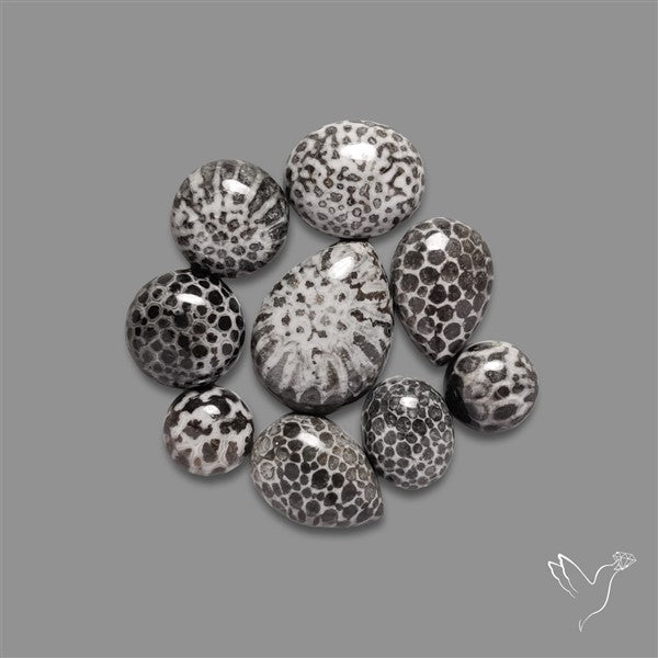 Black Fossil Coral Cabochons Lot