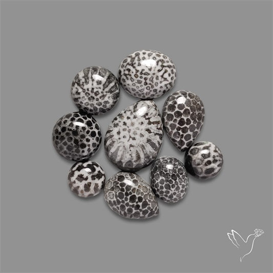 Black Fossil Coral Cabochons Lot