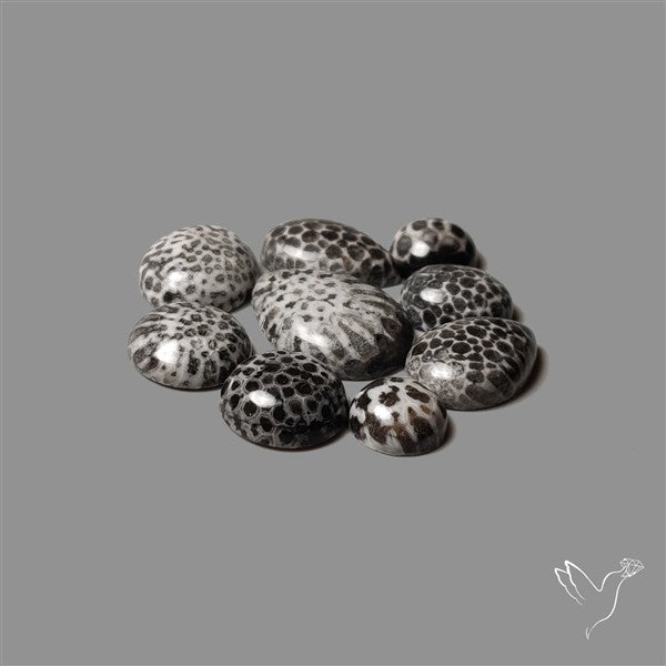 Black Fossil Coral Cabochons Lot