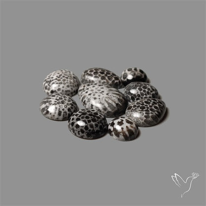 Black Fossil Coral Cabochons Lot