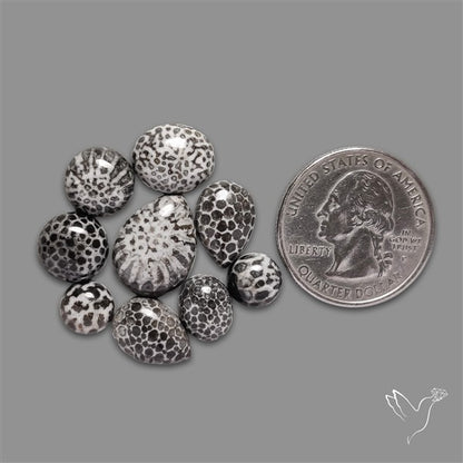 Black Fossil Coral Cabochons Lot